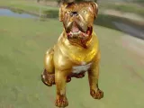 Köpek Pitbull-1