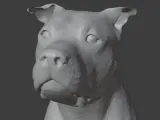 Pitbull-0
