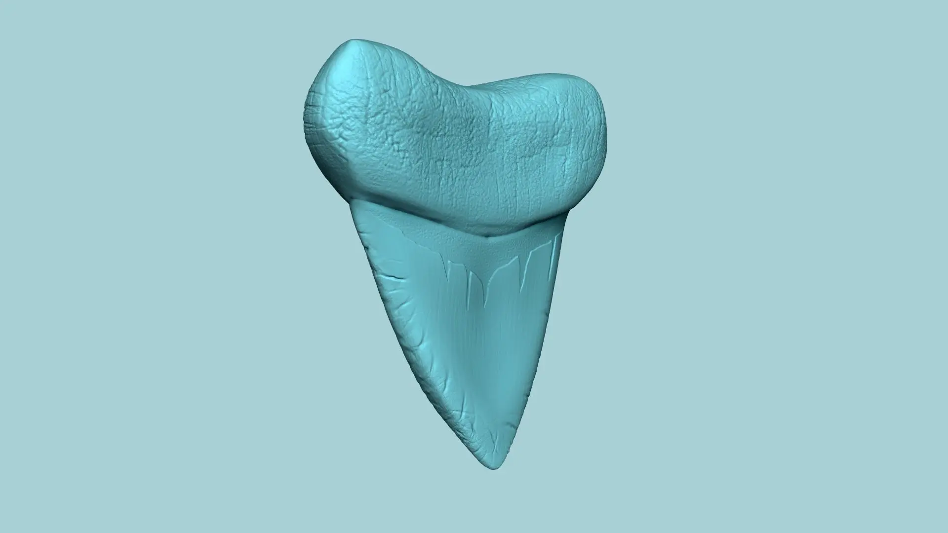 Megalodon-Zahn - Jurassic Fossil Echte Größe
