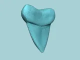 Megalodon Tooth - Jurassic Fossile Real Size-2