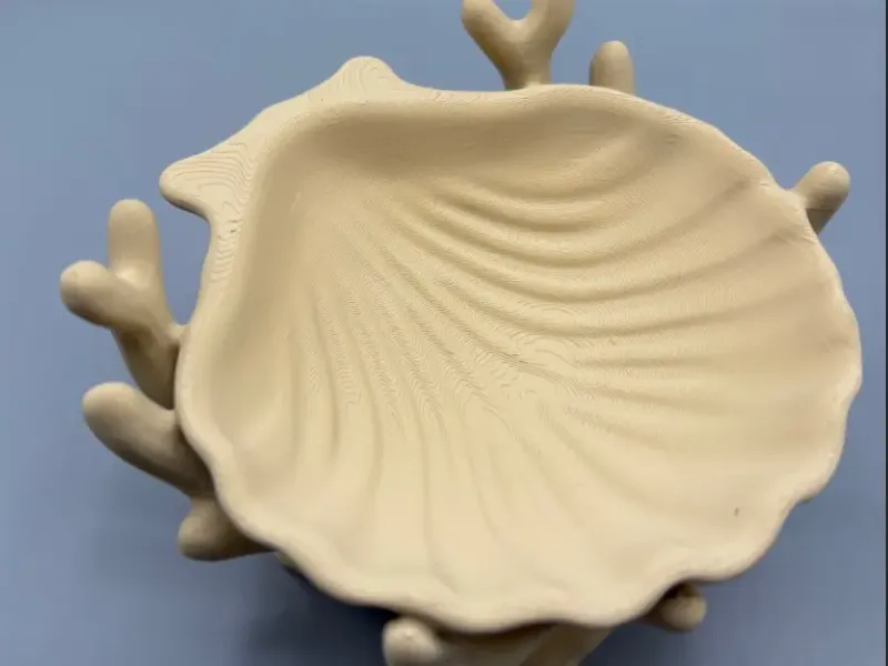 Coral Shell Trinket Jewelry Key Holder