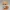 Brave Woodland Fox Adventurer – Saw3D