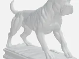 Cane corso-2