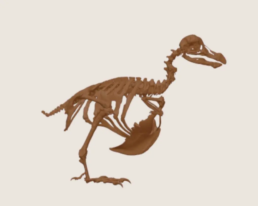 🦤 dodo bird skeleton 