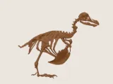 🦤 dodo bird skeleton -1