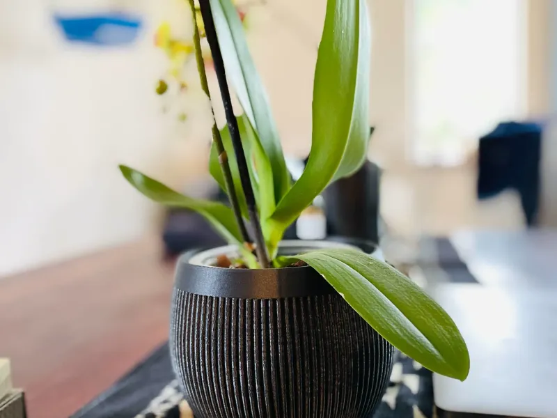 Ribbed Pot | Home Decor
