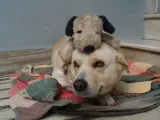 Amore sotto forma di un adorabile cane - Fred - In amorevole ricordo-3