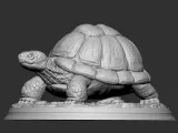 TORTOISE-1