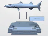 BARRACUDA-6