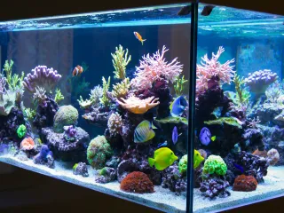 Coral