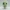 Cute Chibi Turtle