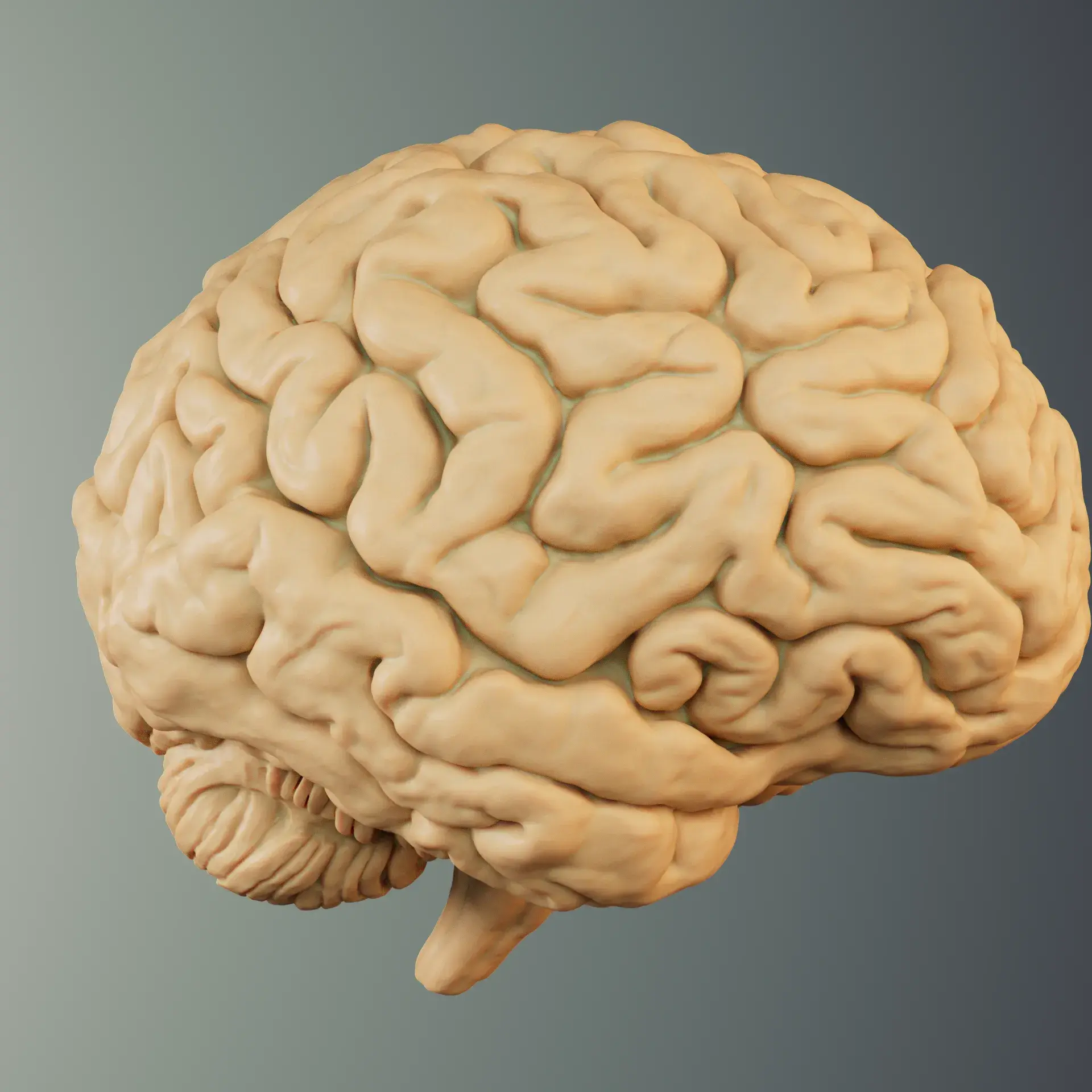 BRAIN ANATOMY STL FOR EDUCATION