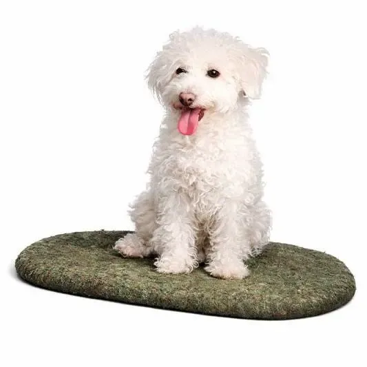 caniche