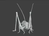 Insect Cricket Assembly Model-1