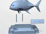 CARANX-6