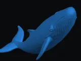 Blue whale-5