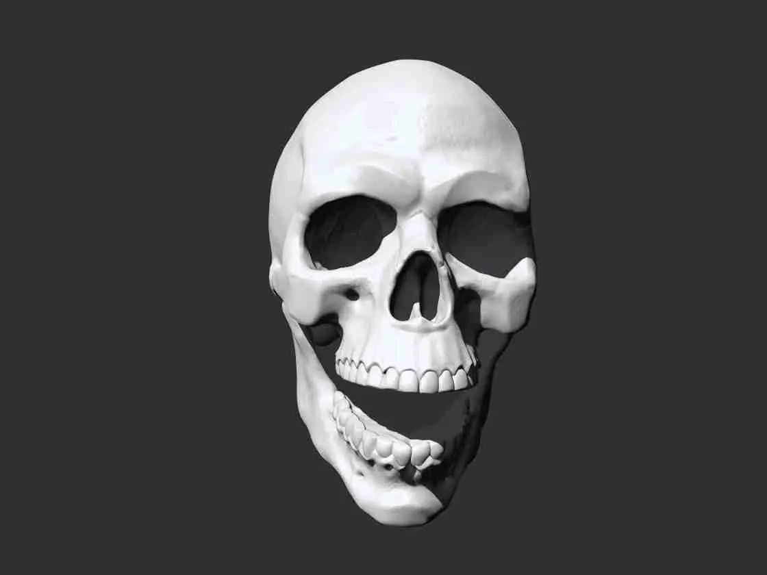 Skull - Anatomy 3D print model