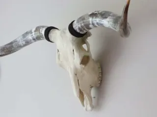 Skull 