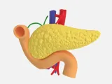 Pancreas, Duodenum and Vascular System - Anatomical Model-1