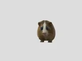 Guinea pig-3