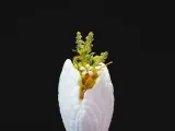 Shell Vase-2