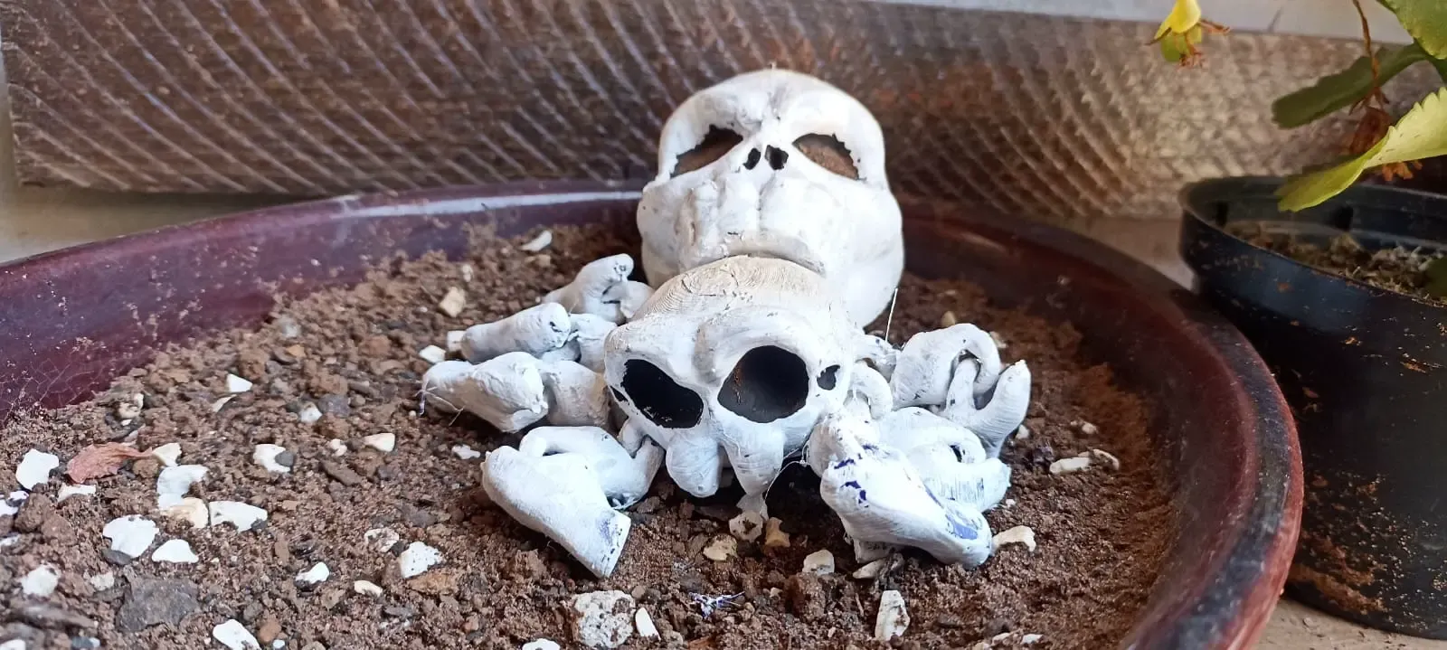 skull baby spider