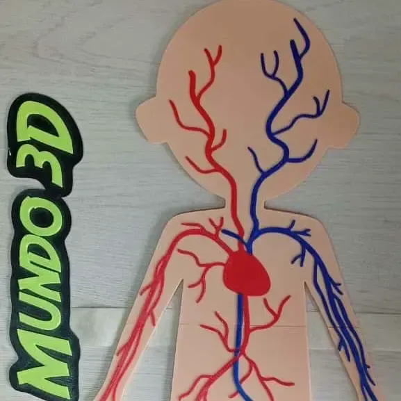 modello corpo umano, vene e arterie - corpo umano