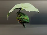 Green Tree Frog with Leaf Umbrella 3D Model-3