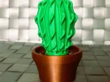 Cactus de primavera-0