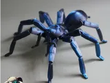Bird Eater Spider-1