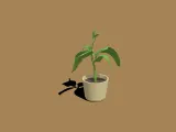 planta-2
