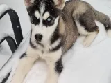 husky-0