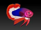 BETTA FISH 2-4