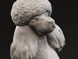 Standard poodle-1
