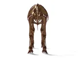 Elephant Skeleton – Highly Detailed Realistic Animal 3D Mode-1