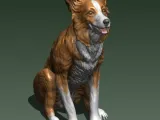 BORDER COLLIE-4