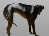 Galgo, Greyhound-1