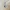 Llavero Yin Yang chat chien