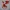 Red Dragon Legendary Fire Dragon Figurine Fantasy Beast
