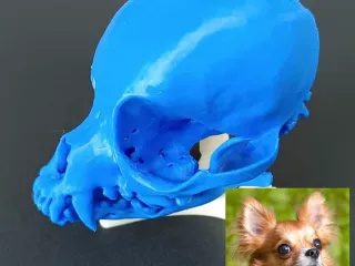 Dog skull (Chihuahua) from scan