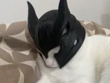 Katzenhelm-5
