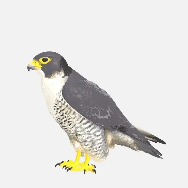 Falco