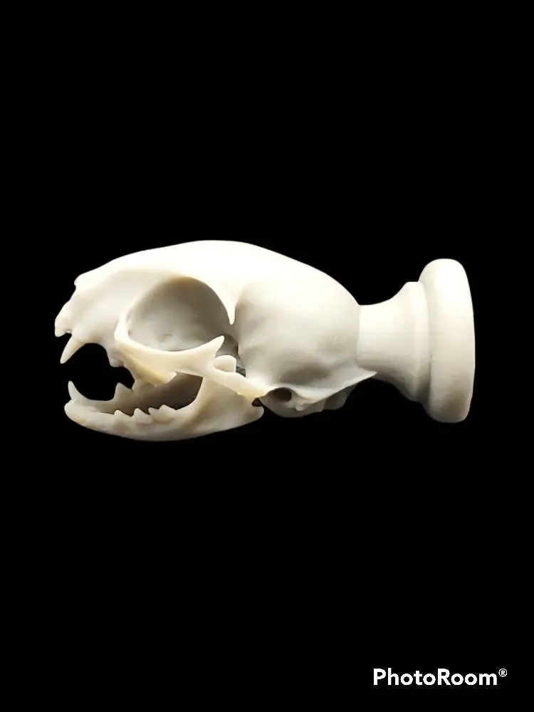 Cat skull handle/knob