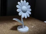 Daisy-0