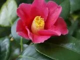Camellia More-Than-a-Lithophane-3