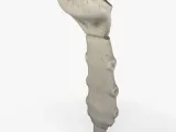 esternón anatomico-2
