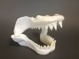 Great White Skull-2