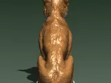 BORDER COLLIE-6