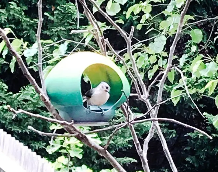 Comedero para pájaros
