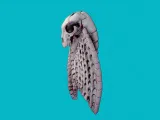 Wolf Skull Moth -2